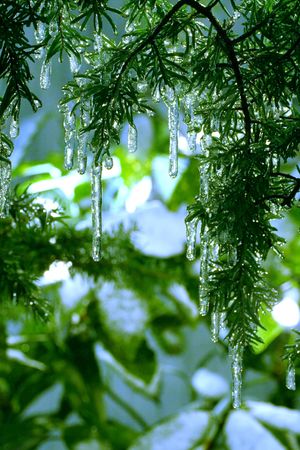 icicles in fir tree, with light snow atop plant leaves in backgroundの写真素材