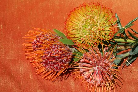 tropical sunburst protea flowers, shot silk fabric backdropの写真素材