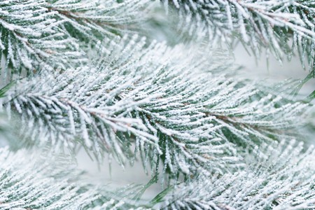 acrocona spruce branches with dusting of 