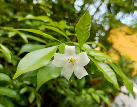 White jasmine flower blooming in the garden, stock photo