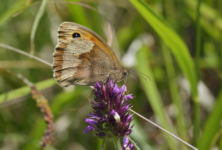 Meadow Brown Butterfly - Maniola jurtinaUnderside, feeding on Betony - Stachys officinalisの写真素材