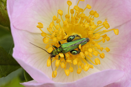 Thick-legged Flower Beetle - Oedemera nobilisFeeding on Dog Roseの写真素材