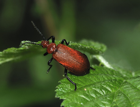 Red-headed Cardinal Beetle - Pyrochroa serraticornis