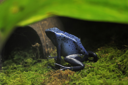 Blue Poison Frog - Dendrobates tinctorius azureus Rare species from Surinam