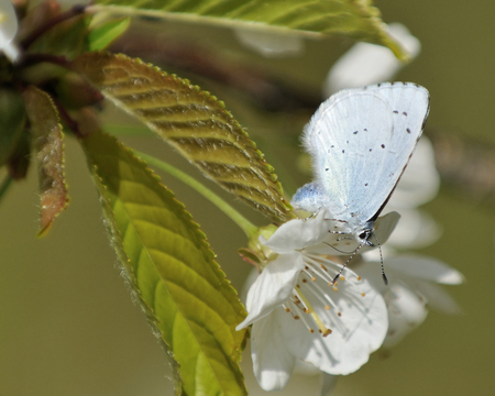 Holly Blue Butterfly - Celastrina argiolus Female on Cherry Flowerの写真素材