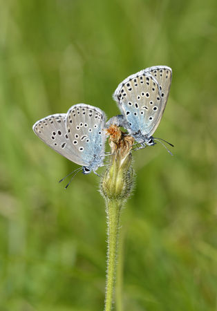 Large Blue Butterfly - Maculinea arionPair Matingの写真素材