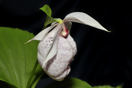 Formosa Lady's Slipper Orchid - Cypripedium formosanumの写真素材