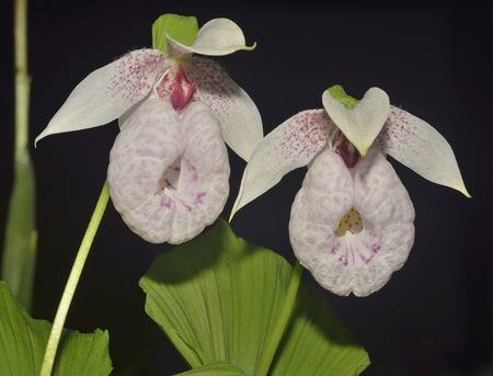 Formosa Ladys Slipper Orchid - Cypripedium formosanumTwo flowersの写真素材
