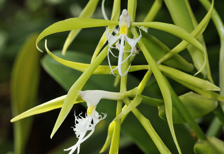 Fringed Star Orchid - Coilostylis ciliare
From South Americaの写真素材