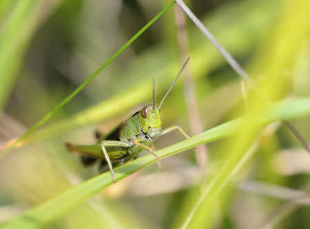 Meadow Grasshopper - Chorthippus parallelus Head on viewの写真素材