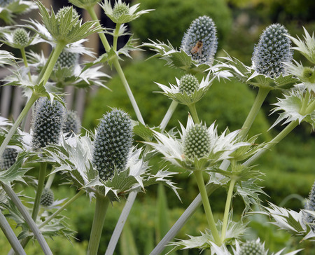 Eryngium giganteum - A Sea Holly Garden Plantの写真素材
