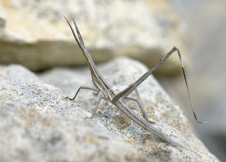 Stick-insect Cricket - Acrida ungaricaBrown Form Nymph