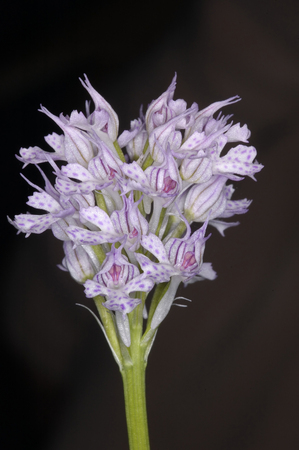 Toothed Orchid - Neotinea tridentata Syn. Orchis tridentataの写真素材