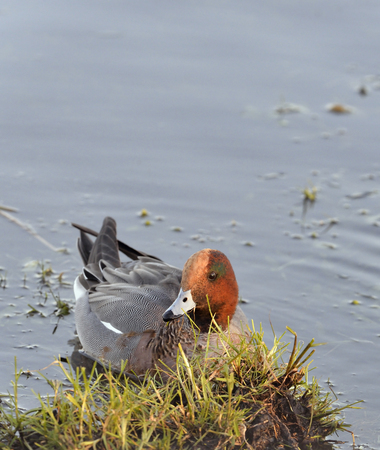 Eurasian Wigeon - Anas penelope Male in flooded fieldの写真素材
