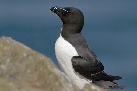 Razorbill - Alca tordaの写真素材