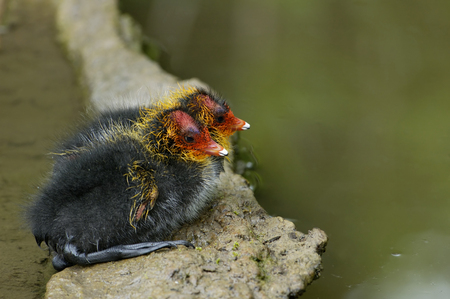 Coot Chicks - Fulica atraの写真素材