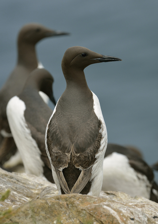 Guillemots or Common Murre - Uria aalge On cliff topの写真素材