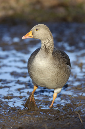 Greylag Goose - Anser anserGoose walking though mud, head turnedの写真素材