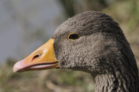 Greylag Goose - Anser anserClose-up of headの写真素材