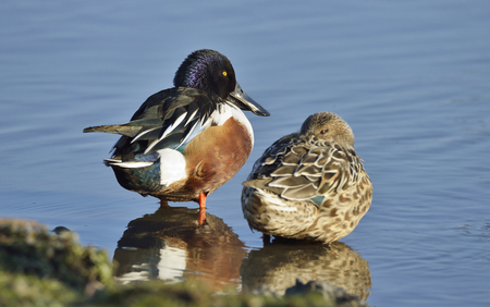 Northern Shoveler - Anas (Spatula) clypeata Pair resting at waters edgeの写真素材