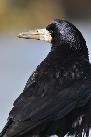 Rook - Corvus frugilegus Closeup head turned over shoulderの写真素材