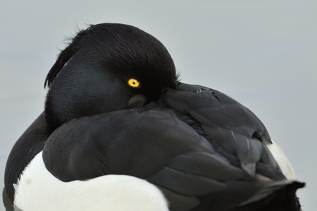 Tufted Duck - Aythya fuligula Male closeup of head  and Eyeの写真素材