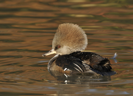 Hooded Merganser - Lophodytes Mergus cucullatus Femaleの写真素材