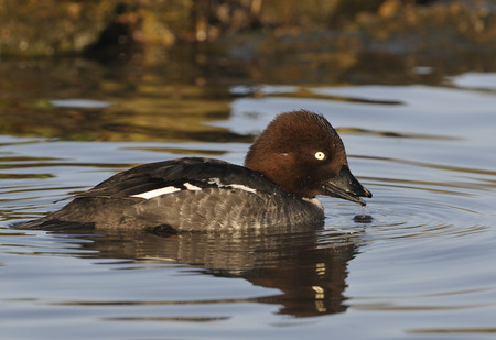 Female Common Goldeneye duck on water - Bucephala clangulaの写真素材