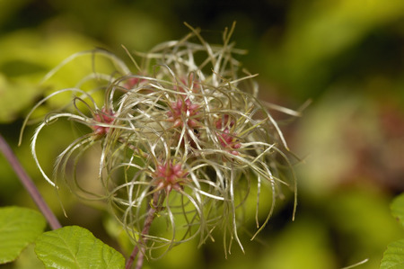 Old Mans Beard or Travellers Joy - Clematis vitalbaの写真素材
