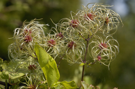 Old Mans Beard or Travellers Joy - Clematis vitalba