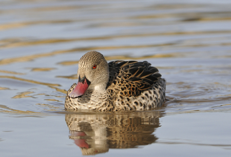 Cape Teal Duck - Anas capensisの写真素材
