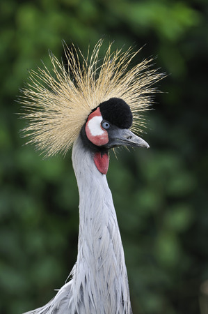 Black-crowned Crane - Balearica pavoninaの写真素材