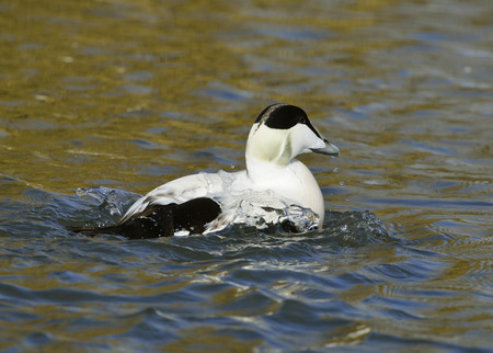 Common Eider Duck - Somateria mollissima Male emerging from dive with water on it's backの写真素材