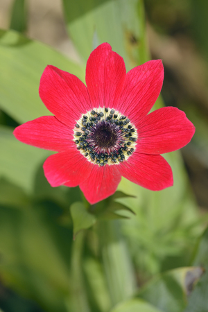 Peacock Anemone - Anemone pavonina From Southern Europeの写真素材