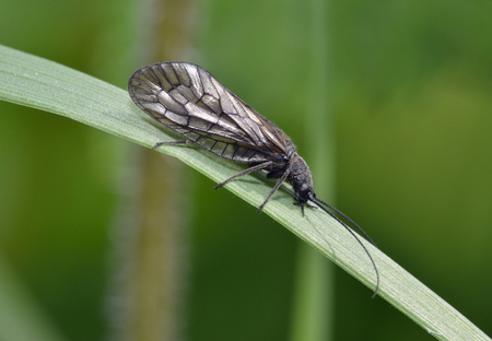 Alderfly - Sialis sp probably Sialis lutaria