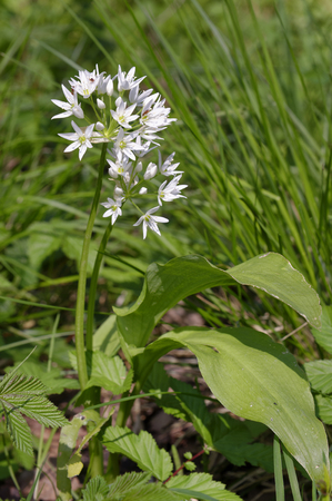 Ramsons - Allium ursinum Two flower heads with leaves & red ants