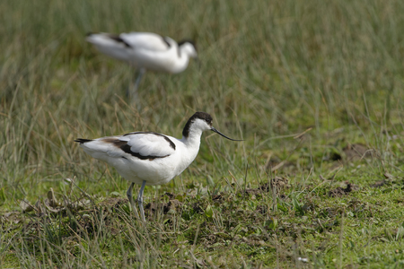 Pied Avocet - Recurvirostra avosetta Pair on grass