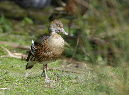 Plumed Whistling-duck - Dendrocygna eytoni Standing on grass