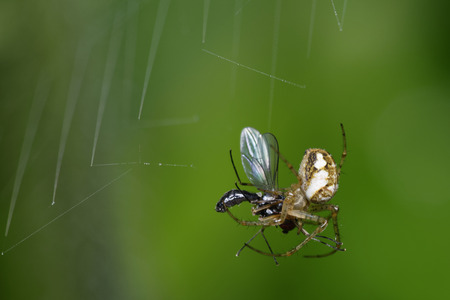 Spider - Metellina mengei with Fly preyの写真素材