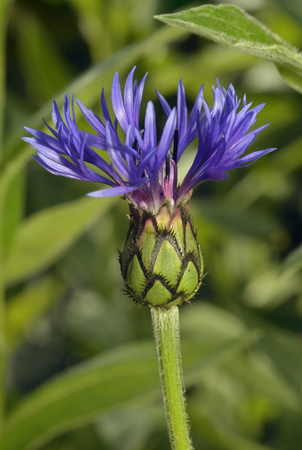 Perenial or Mountain Cornflower - Centaurea montanaAlpine flower popular in Gardensの写真素材