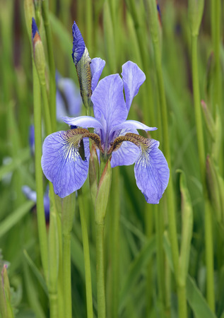 Siberian Iris 'Cambridge' - Iris sibirica Blue Garden Flower