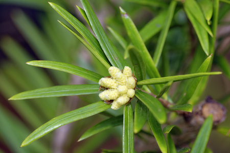 David's Keteleeria - Keteleeria davidiana Coniferous tree from Japanの写真素材