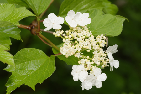 Guelder-rose - Viburnum opulus Mosquito on White Flowers and Leaves