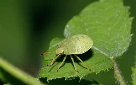 Common Green Shieldbug - Palomena prasina 4th instar nymph