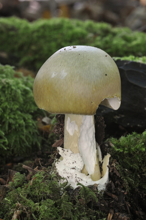 Death Cap Fungi - Amanita phalloidesGrowing on Cotswold Beechwood floorの写真素材