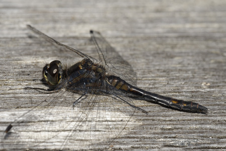 Black Darter Dragonfly - Sympetrum danae
Male at restの写真素材