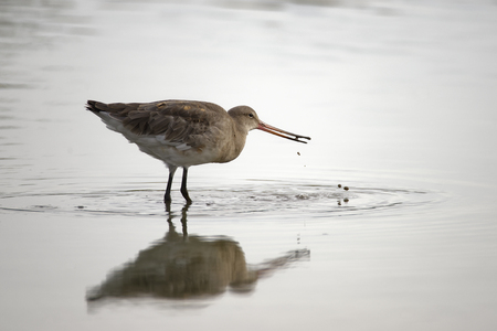 Black-tailed Godwit - Limosa limosa 
Feeding in waterの写真素材