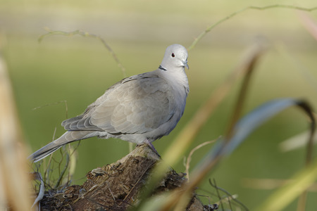 Eurasian Collared Dove - Streptopelia decaocto 
on tree stumpの写真素材