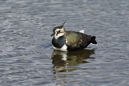 Northern Lapwing - Vanellus vanellus 
Sitting in water