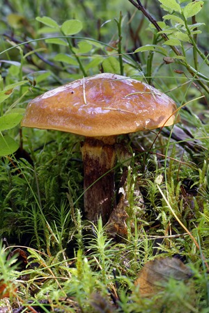 Slippery Jack Mushroom - Suillus luteus 
Caledonian Pine Forest